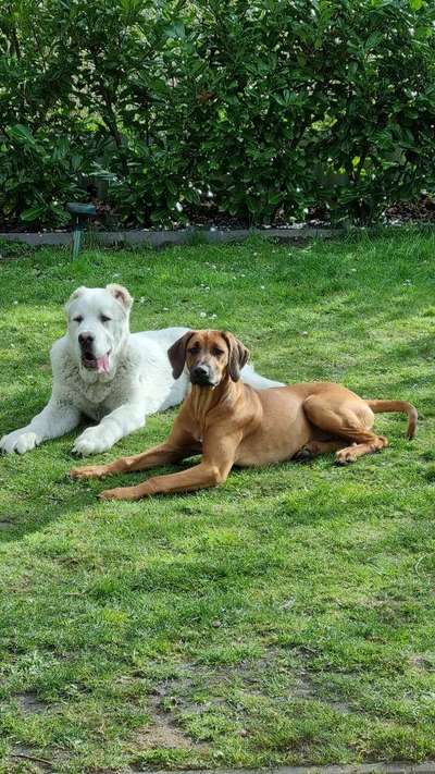 Rhodesian Ridgeback-Beitrag-Bild