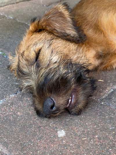 36. Handy Foto Challenge - Sonnenanbeter-Beitrag-Bild