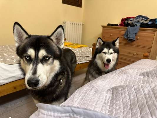 Urlaub mit Reizempfindlichen Hund-Beitrag-Bild