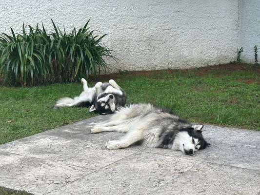 Urlaub mit Reizempfindlichen Hund-Beitrag-Bild