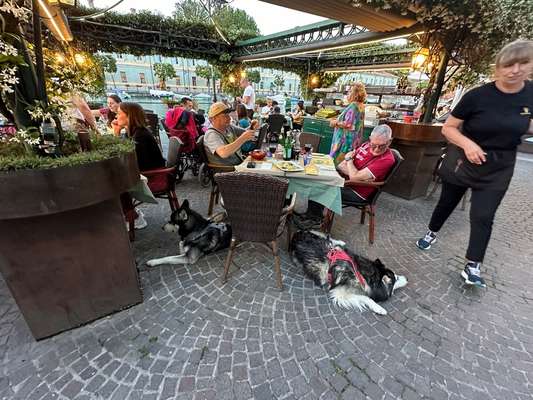 Gehören Hunde ins Restaurant?-Beitrag-Bild