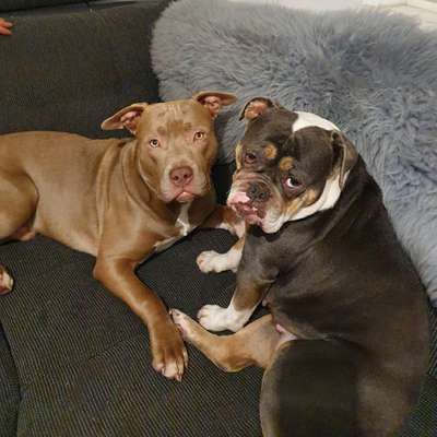 Hundetreffen-Junghund treffen oldenburg