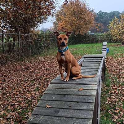 Hundetreffen-Gemeinsame Hunderunden und Spielpartner gesucht-Bild