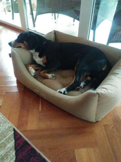 Entlebucher Sennenhund-Beitrag-Bild