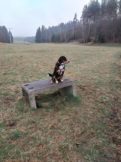 Entlebucher Sennenhund-Beitrag-Bild