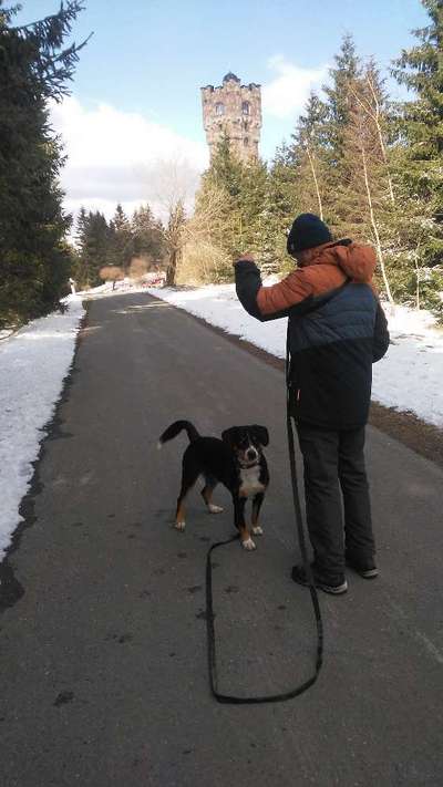 Entlebucher Sennenhund-Beitrag-Bild