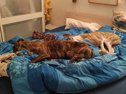 Windhunde - Treffen der besonderen Schönheiten
HERZLICH WILLKOMMEN-Beitrag-Bild