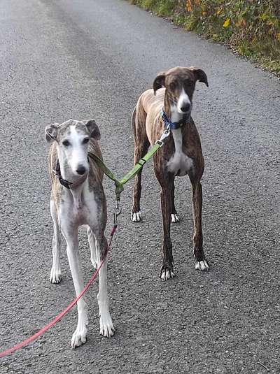 Windhunde - Treffen der besonderen Schönheiten
HERZLICH WILLKOMMEN-Beitrag-Bild