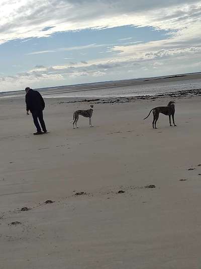 Windhunde - Treffen der besonderen Schönheiten
HERZLICH WILLKOMMEN-Beitrag-Bild