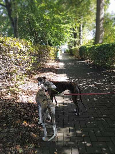 Windhunde - Treffen der besonderen Schönheiten
HERZLICH WILLKOMMEN-Beitrag-Bild