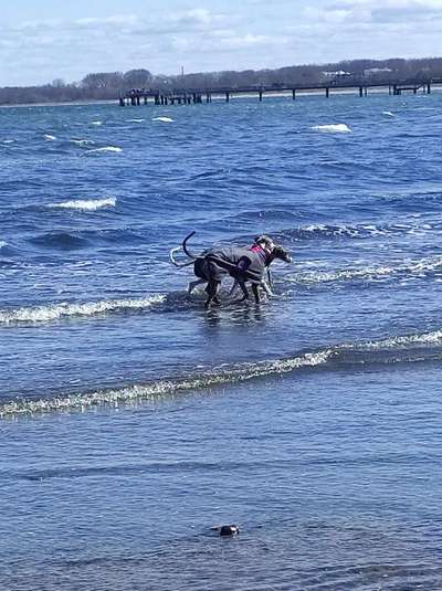 Windhunde - Treffen der besonderen Schönheiten
HERZLICH WILLKOMMEN-Beitrag-Bild