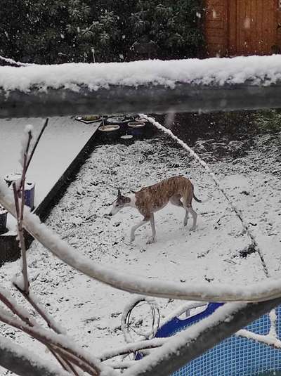 Windhunde - Treffen der besonderen Schönheiten
HERZLICH WILLKOMMEN-Beitrag-Bild