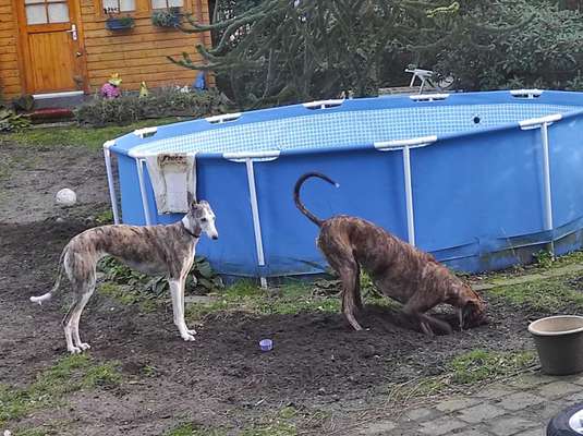 Windhunde - Treffen der besonderen Schönheiten
HERZLICH WILLKOMMEN-Beitrag-Bild