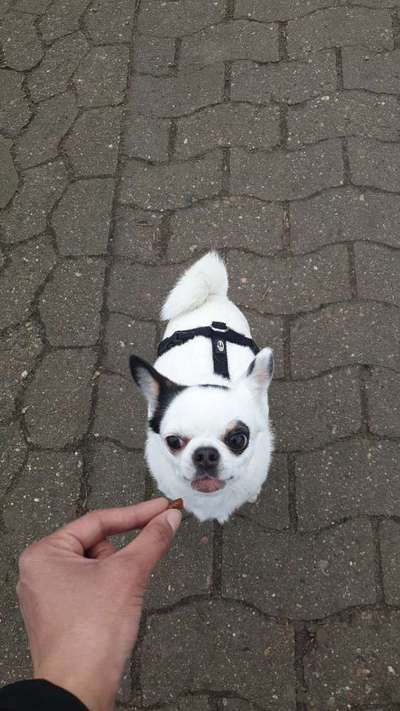 CHALLENGE NR. 19 - Der Hundeblick-Beitrag-Bild