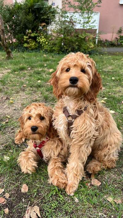 Hundetreffen-Welpenklatsch - Spielen und Rumalbern 🤎-Bild