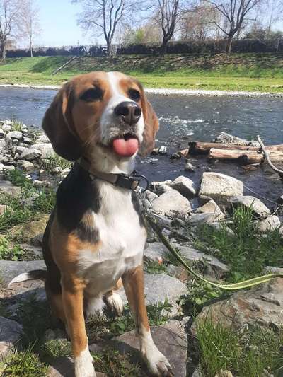 Beagle mischlinge!!-Beitrag-Bild