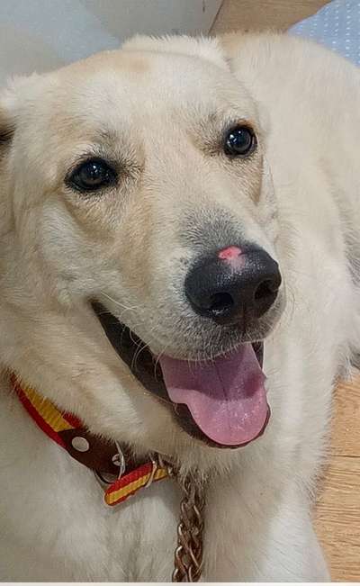 Auslandstierschutz-Beitrag-Bild