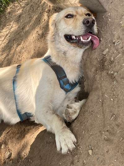 Auslandstierschutz-Beitrag-Bild