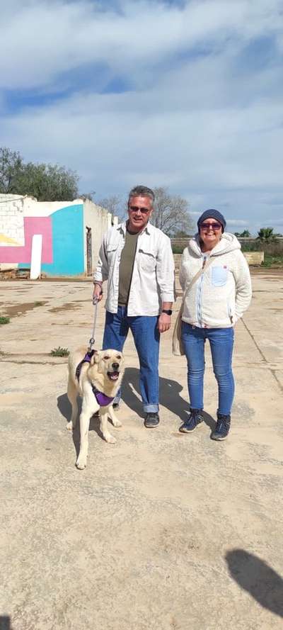 Auslandstierschutz-Beitrag-Bild