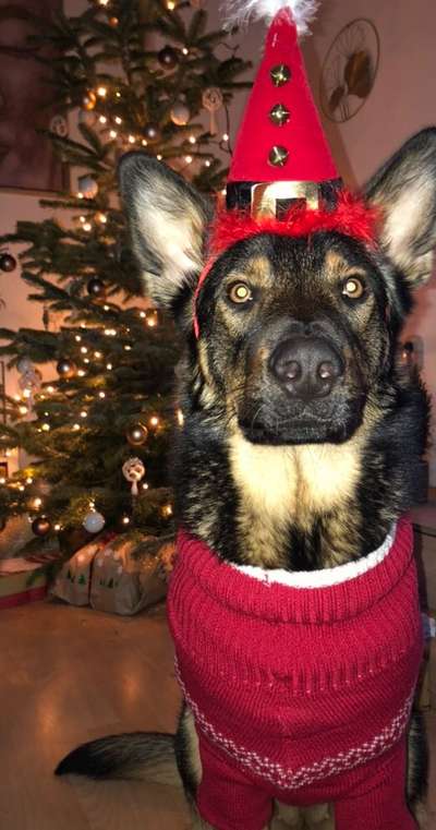 Dogorama Photo Challenge - Bescherung-Beitrag-Bild