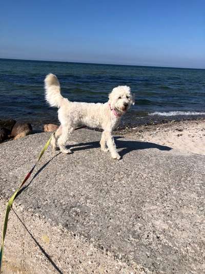 Goldendoodle-Beitrag-Bild