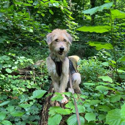 Hundetreffen-Spazieren /Wandern-Bild