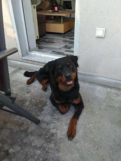 Mischlinge raten - Rätselspaß-Beitrag-Bild