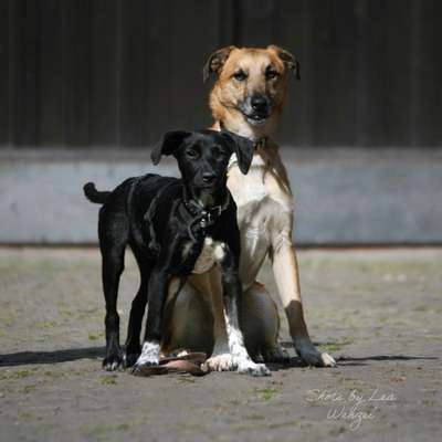 Hundetreffen-Spielpartner und/oder Gassipartner gesucht🫶🏻-Bild