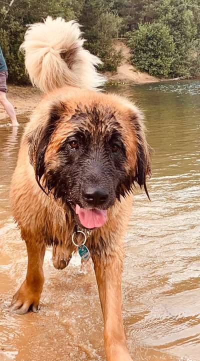 Hundetreffen-Spaziergang mit Spiel und Spaß 😀-Bild