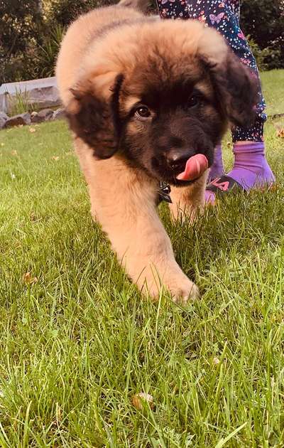 Fotochallenge Nr. 59 - Mein Hund zeigt die Zunge-Beitrag-Bild