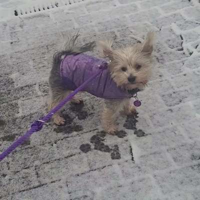 Foto Challenge Nr. 137 - Lass die Ohren fliegen-Beitrag-Bild