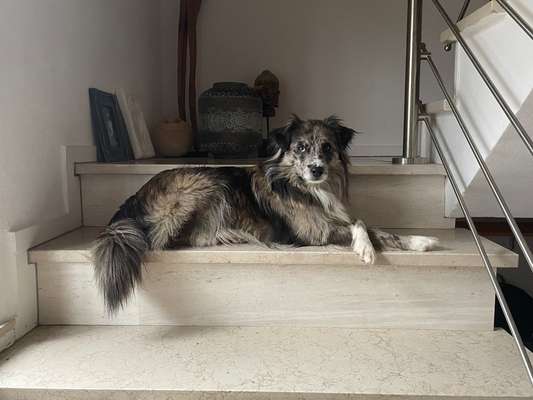 Berger des Pyrénéés-Beitrag-Bild