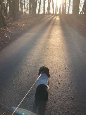 Hundeauslaufgebiet-Hiltroper Park-Bild