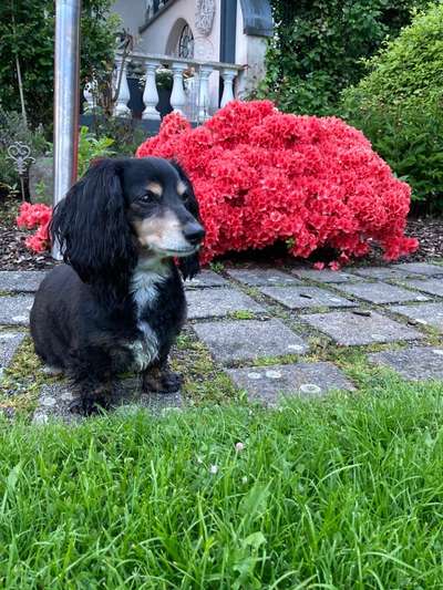 Die Dogorama Monats Challenge "Es grünt und blüht"-Beitrag-Bild