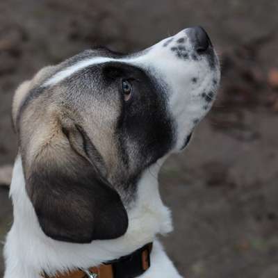 Hundetreffen-Treffen in MV-Bild