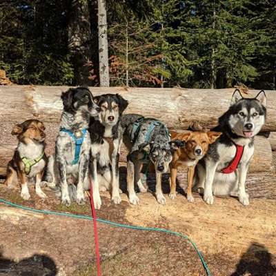 Hundetreffen-Social Walks, Hundekontakt, Training, gemeinsames Wandern im Schwarzwald-Bild