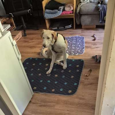 Hundetreffen-Treffen in waidhofen an der ybbs bei unseren Garten mit großem auslauf-Bild