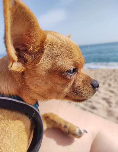 Hundetreffen-Suche Mini- Spielkameraden für Chihuahua Hündin-Bild