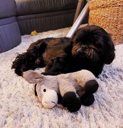 Der Lieblingsplüschi eures Vierbeiners-Beitrag-Bild