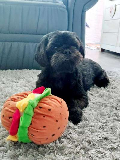 Wie heißt dein Hund?-Beitrag-Bild