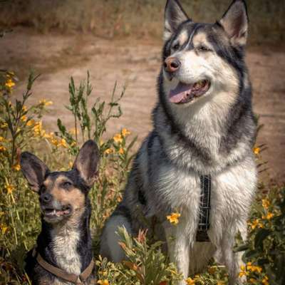 Hundetreffen-Spielpartner/Gassi Partner gesucht-Bild