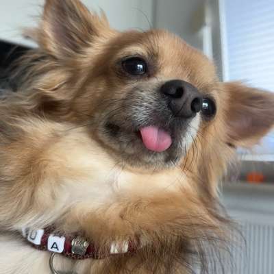 Hundetreffen-Gemeinsame Gassi-Runden in der Umgebung von Bad Münder und Springe-Bild