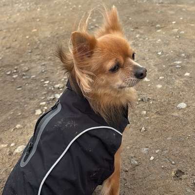 Hundetreffen-Gemeinsame Gassi-Runden in der Umgebung von Bad Münder und Springe-Bild