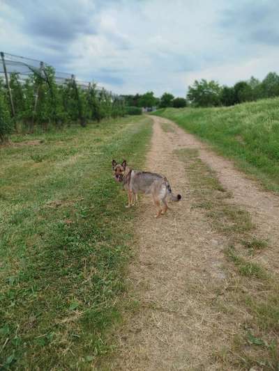 Hundetreffen-Spaziergänge und Spielen-Bild