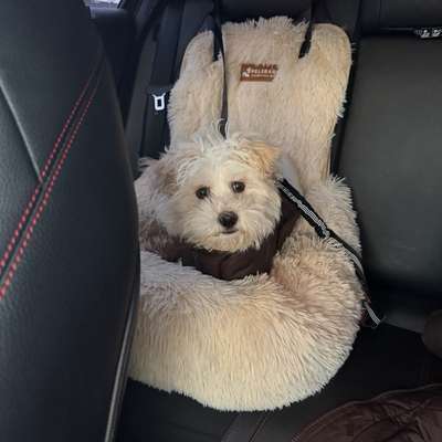 Hundetreffen-Suchen Hundefreunde-Bild