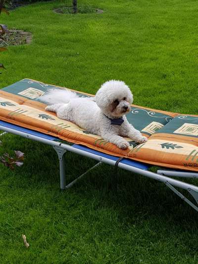 Die Dogorama Kalender Challenge 4/4-Beitrag-Bild