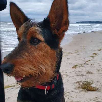 Airedale Terrier-Beitrag-Bild