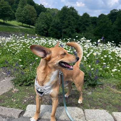 Hundetreffen-Social Walks :)-Bild