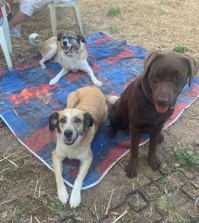 Hundetreffen-Hundetreffen ,gem.Gassi gehen-Bild