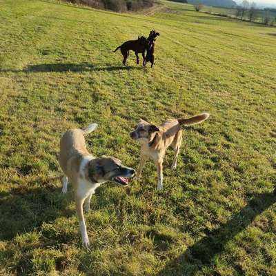 Hundetreffen-Gemeinsame Gassirunden-Bild